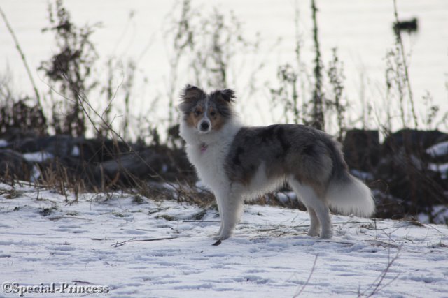 Sterre in haar puppytijd